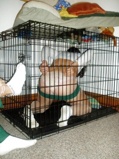 Caged Kennel Cunts pt. 2 - N