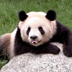 panda26`s avatar